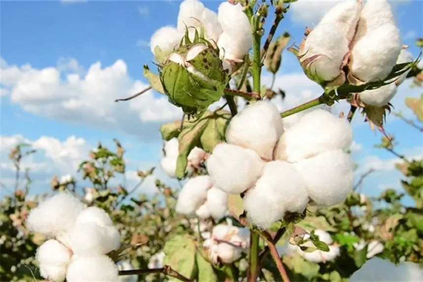 今年最低價！美國棉花期貨跌破1美元