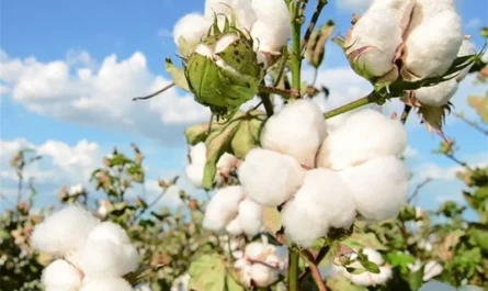今年最低價！美國棉花期貨跌破1美元