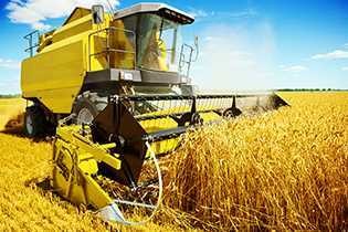 糧價警訊 烏國：黑海續封鎖 小麥栽種將減2/3