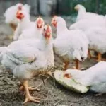 禽流感疑雲！德國及美國地區禽肉及相關產品暫停進口