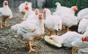 禽流感疑雲！德國及美國地區禽肉及相關產品暫停進口