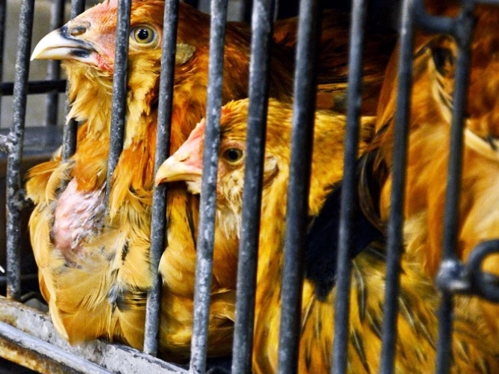 防禽流感擴散！波蘭羅茲省Leczycki區禽類相關產品暫停進口