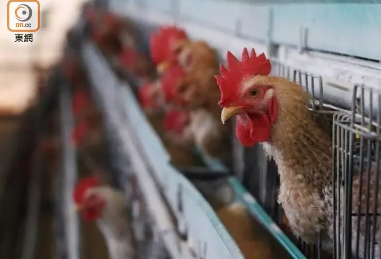 杜絕禽流感！比利時東弗蘭德省禽類相關產品暫停入關