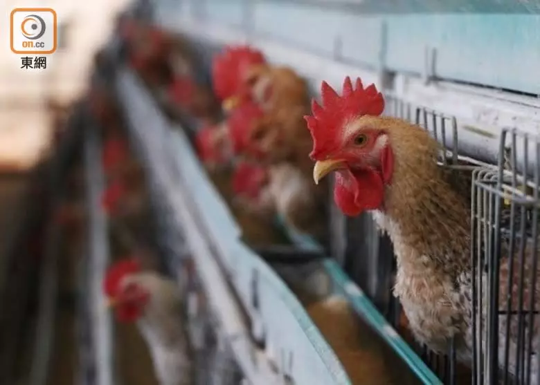 杜絕禽流感！比利時東弗蘭德省禽類相關產品暫停入關